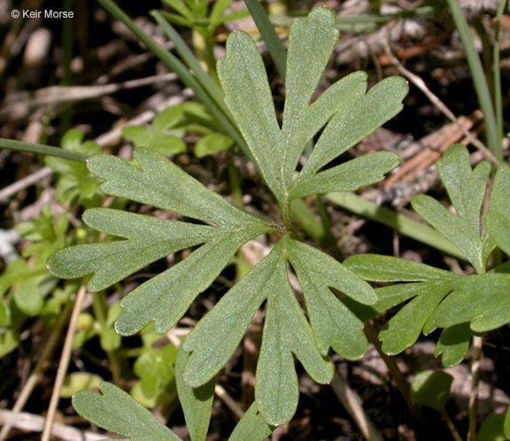 Viola sheltonii leaf