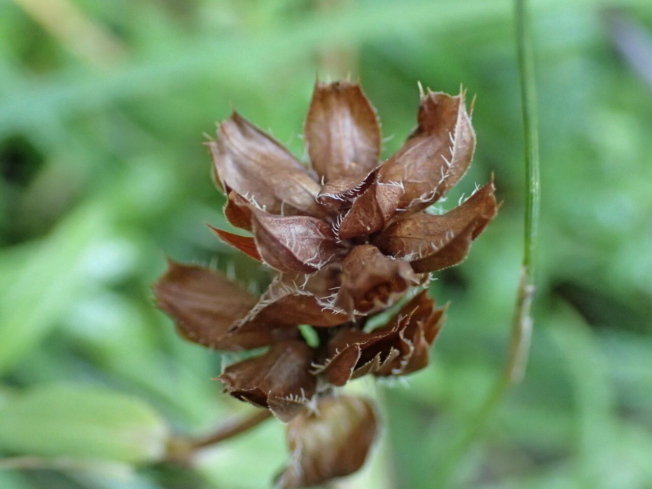Prunella hyssopifolia fruit