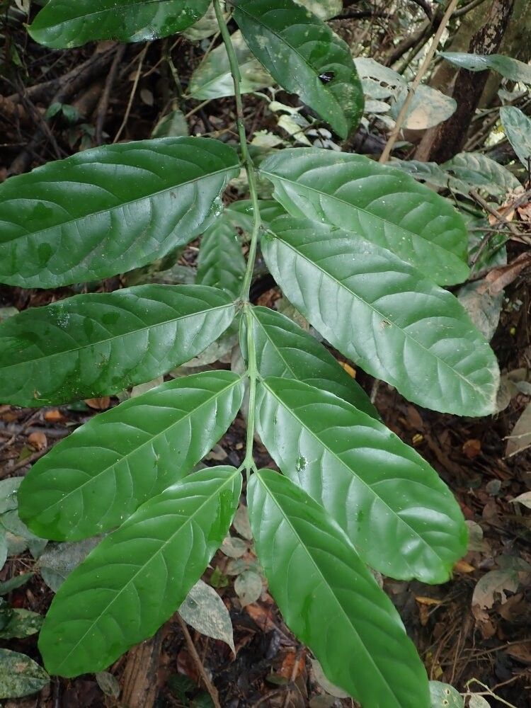 Salacia klainei — houseplant care guide