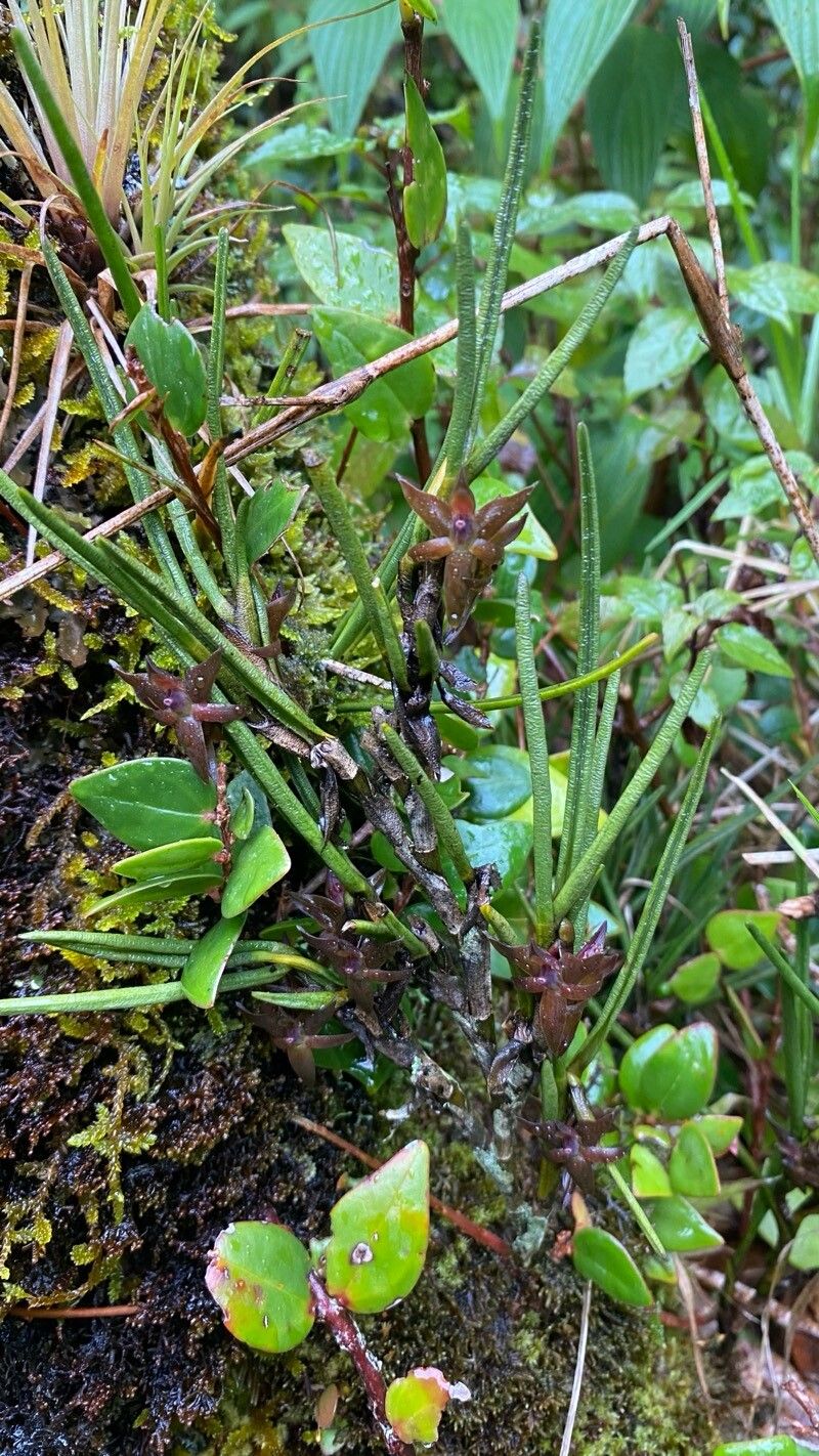 Epidendrum lancilabium — search result for 'Epidendrum'