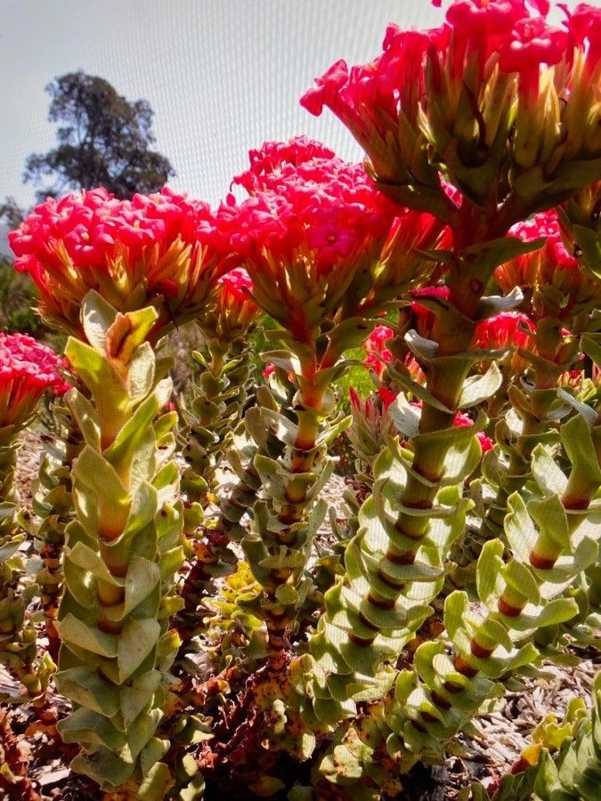 Crassula coccinea flower
