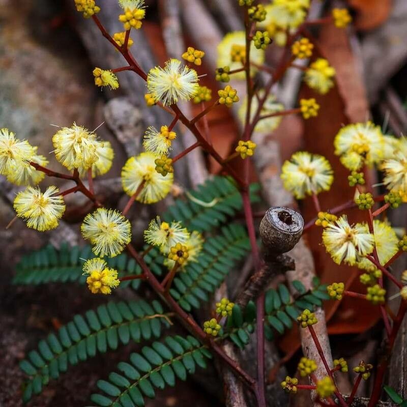 Acacia terminalis flower