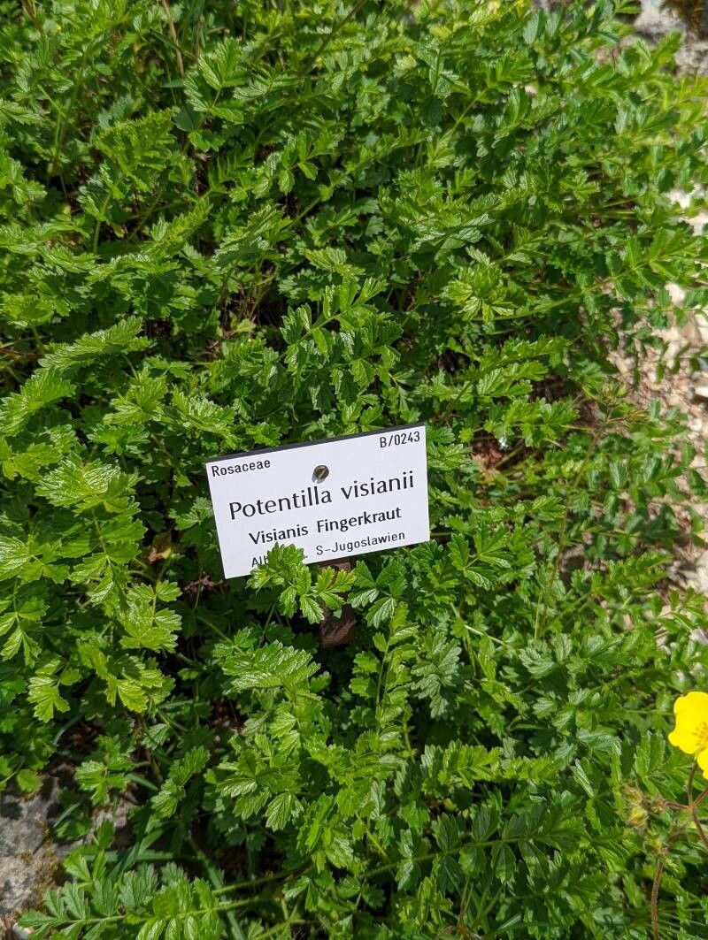 Potentilla visianii leaf