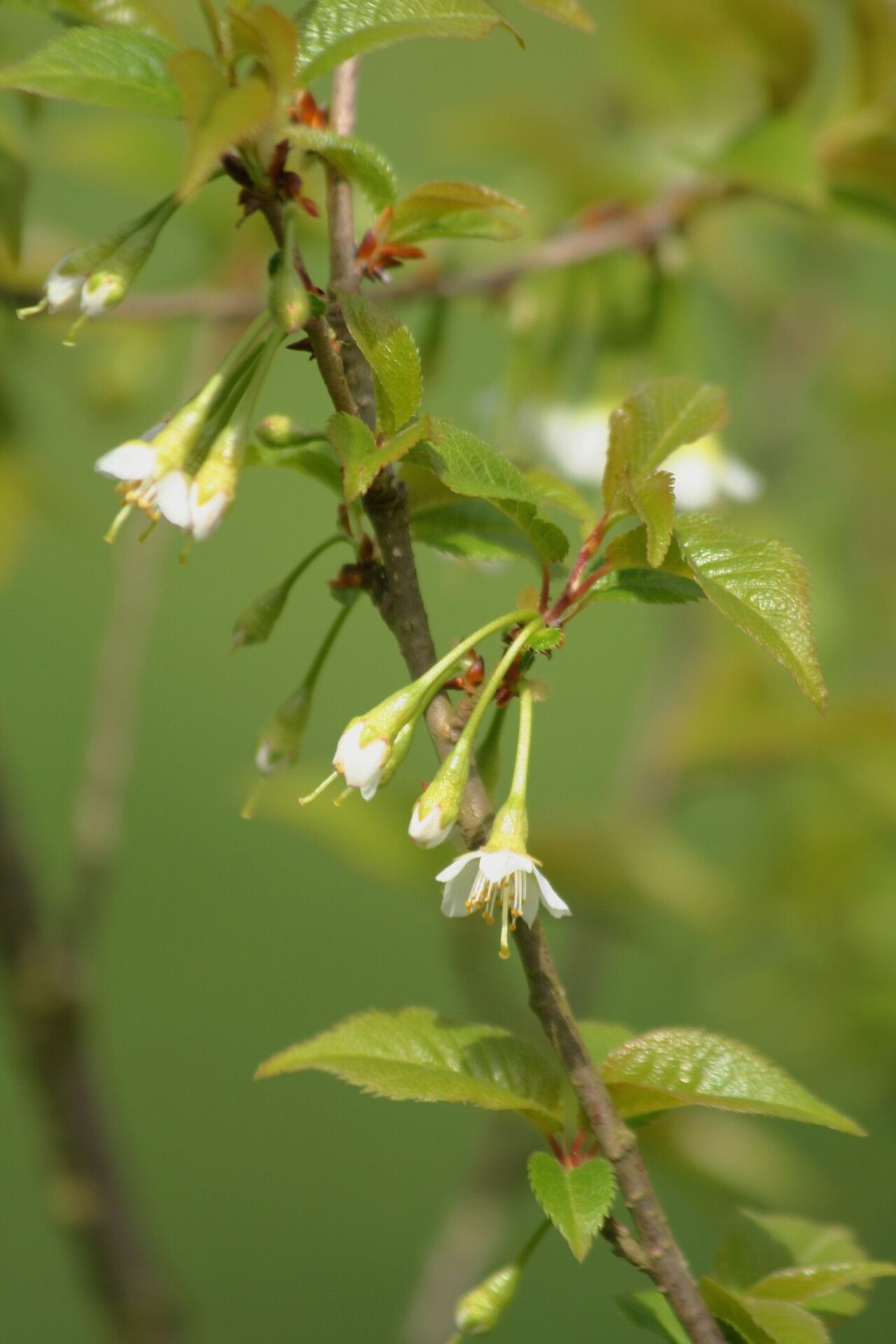 Prunus trichostoma — houseplant care guide