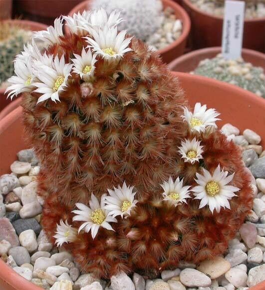 Mammillaria carmeniae habit