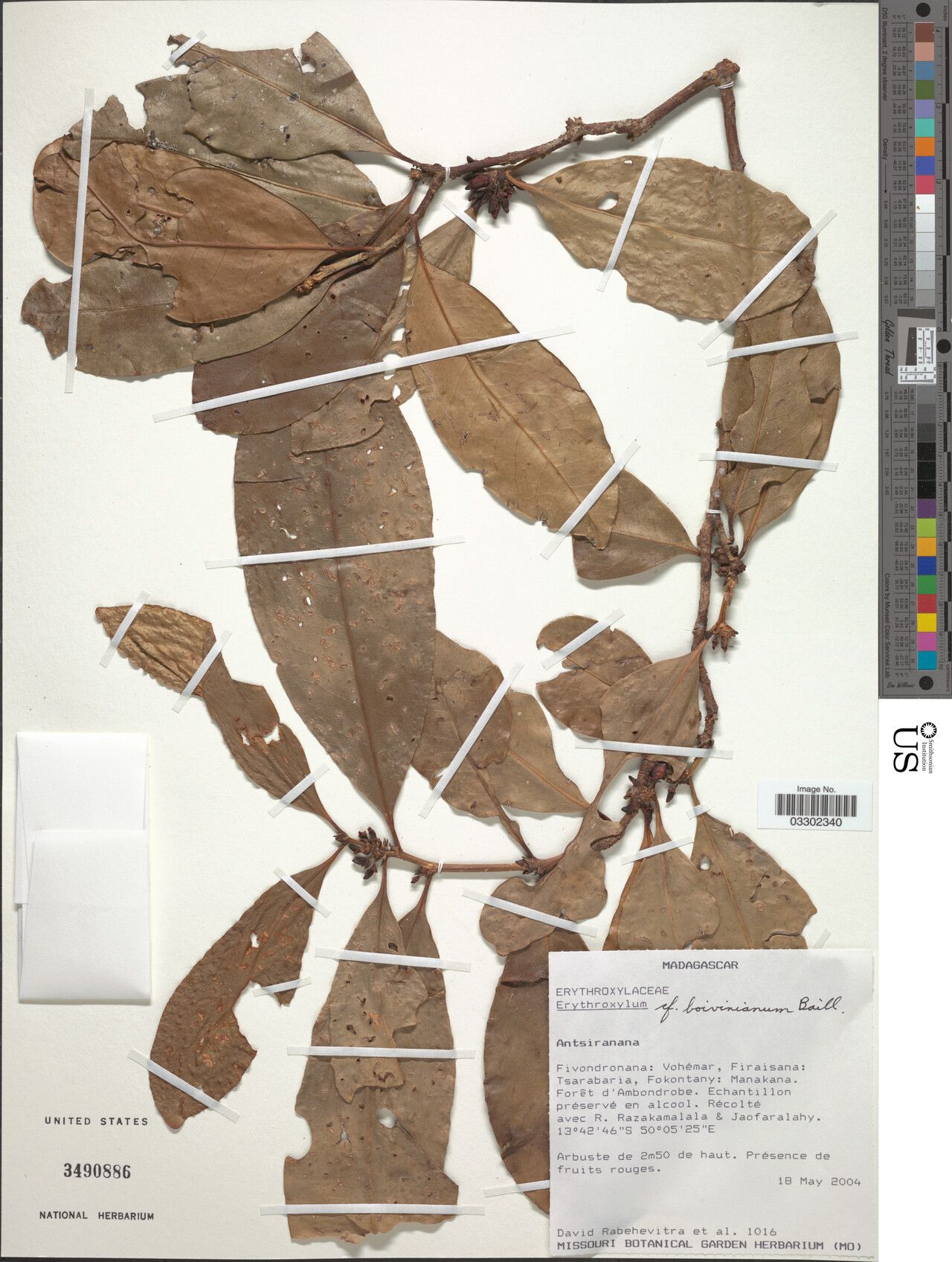 Erythroxylum boivinianum — houseplant care guide