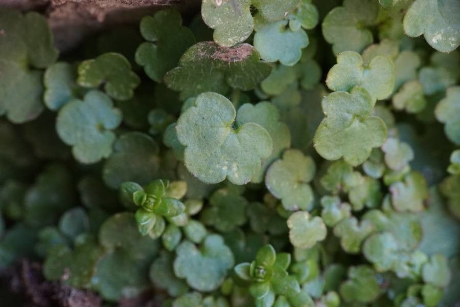 Sibthorpia europaea leaf