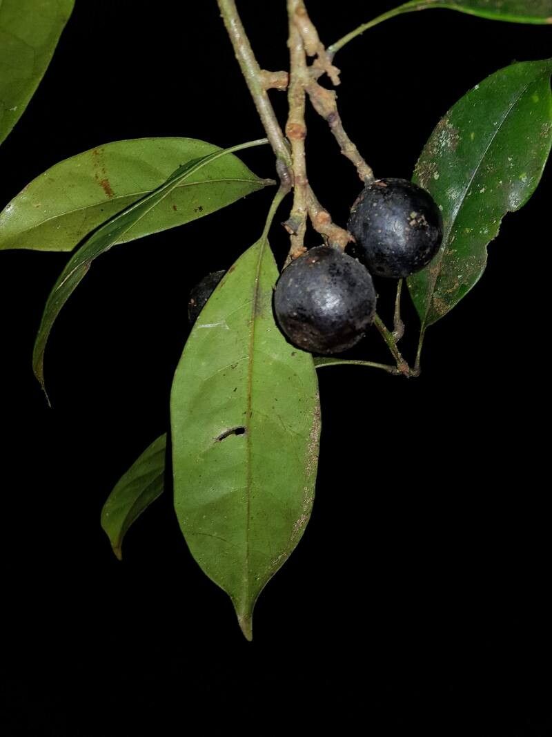Meliosma grandiflora flower