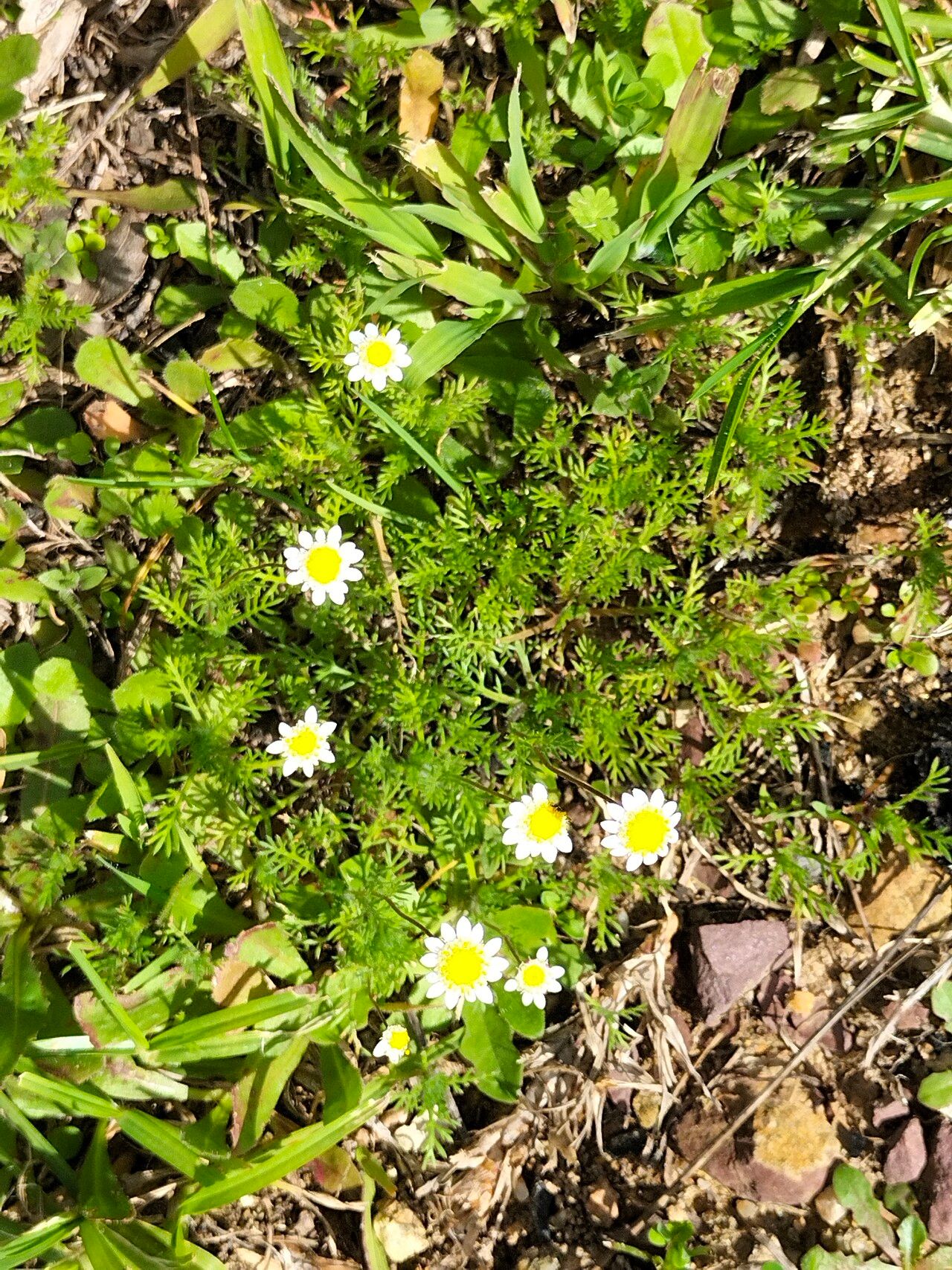 Cotula turbinata habit