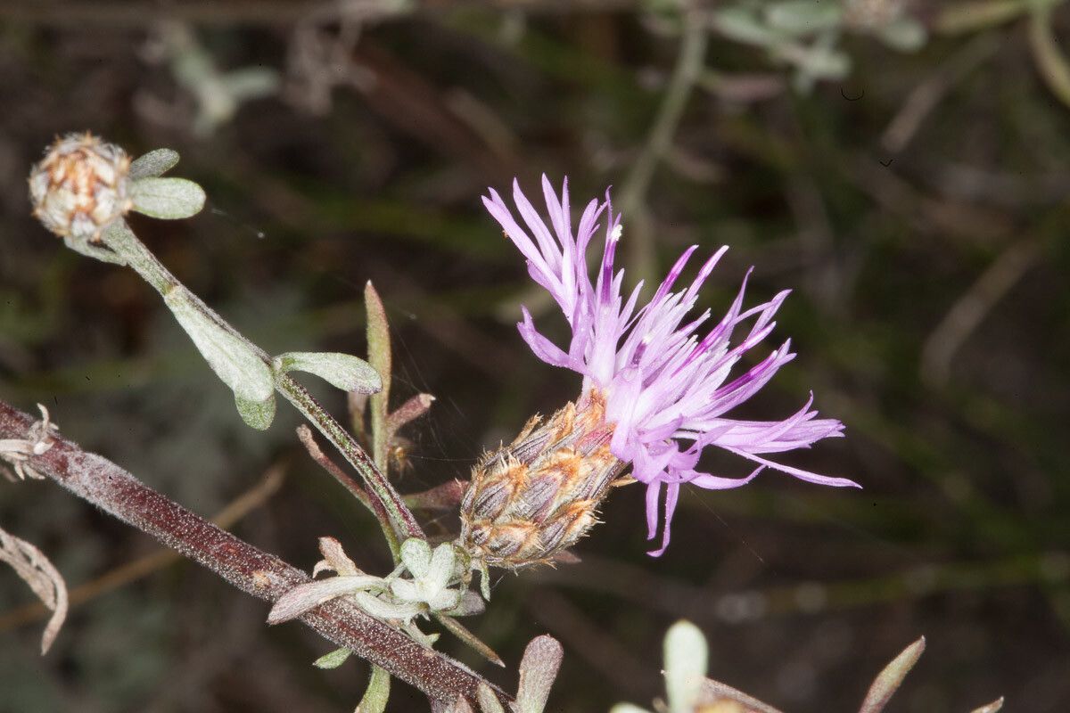 Centaurea aplolepa flower