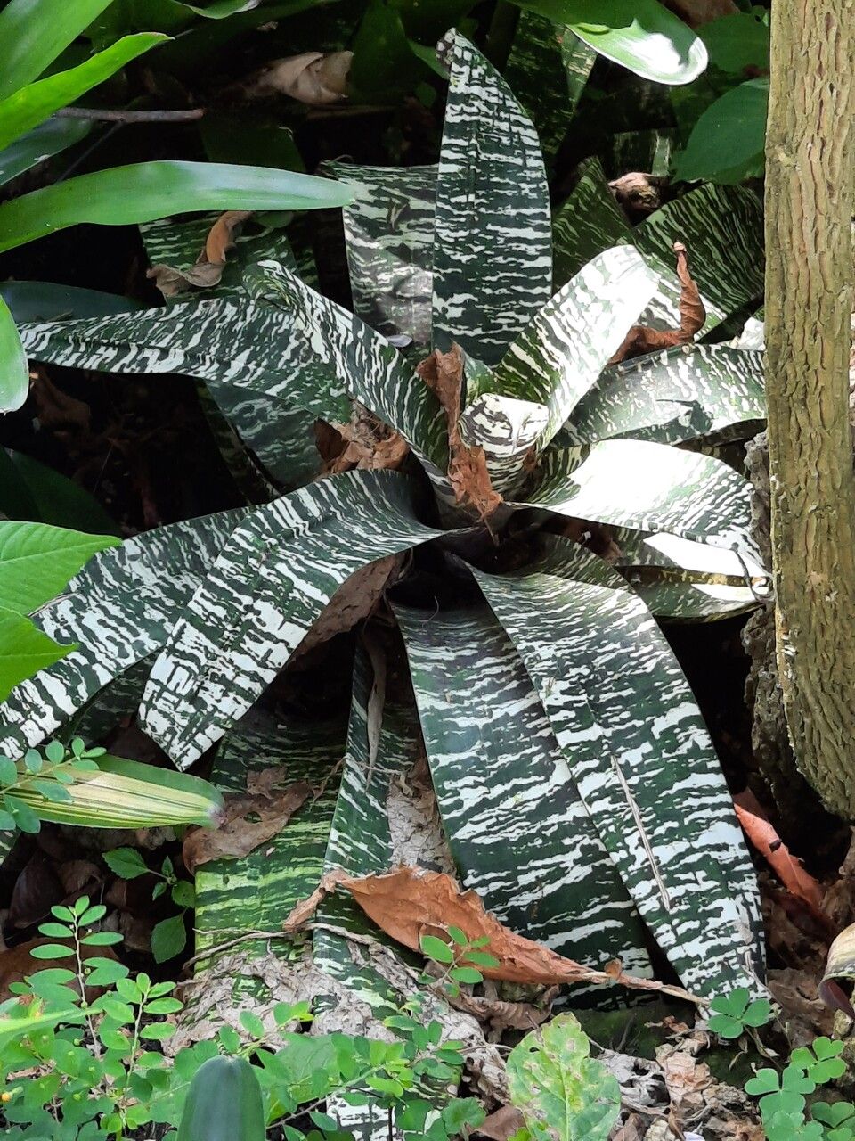 Vriesea gigantea leaf