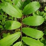 Maianthemum racemosum