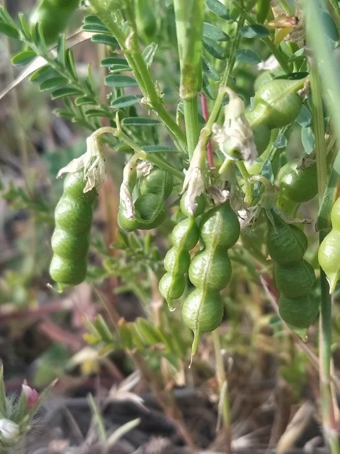 Vicia ervilia fruit