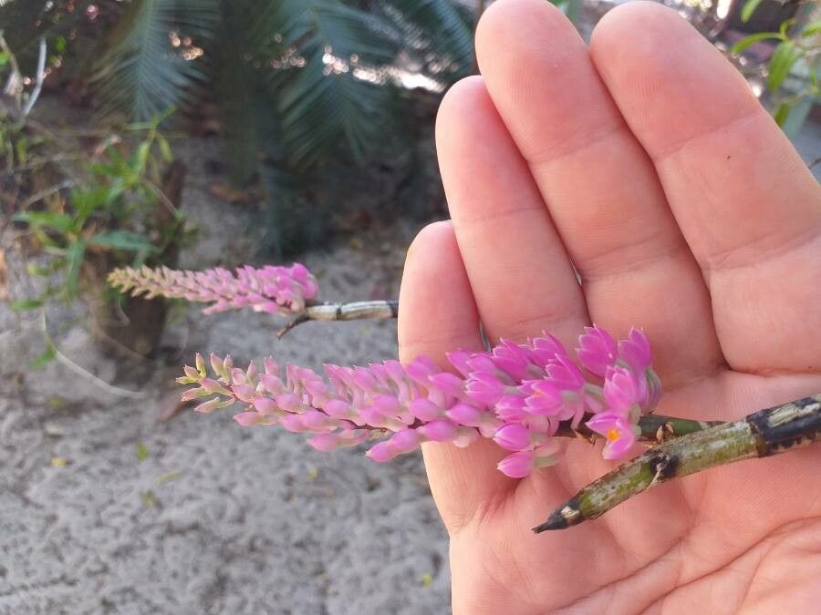 Dendrobium secundum flower