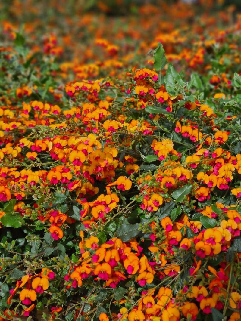 Chorizema varium — related species from the same genus