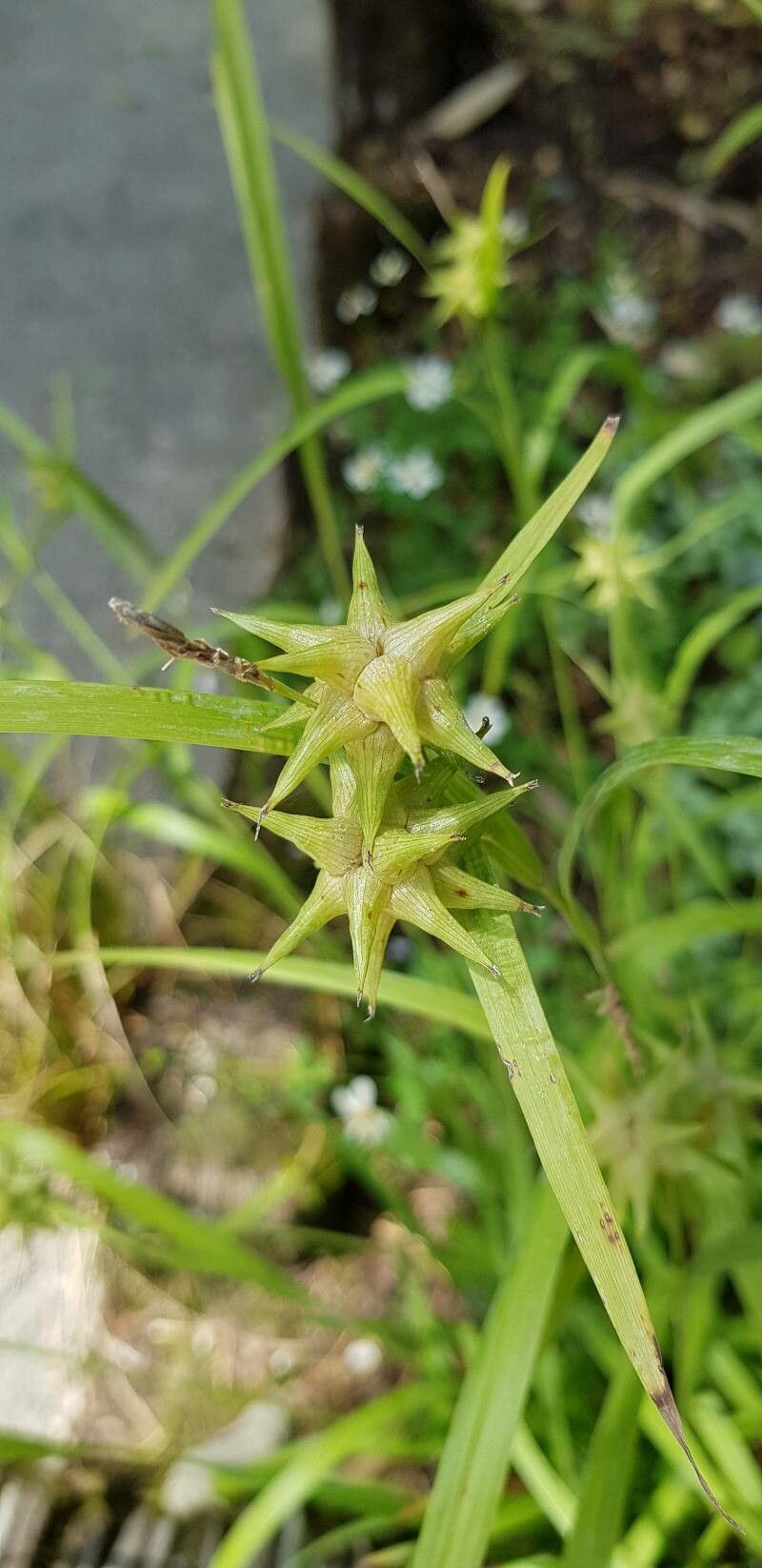 Carex grayi fruit