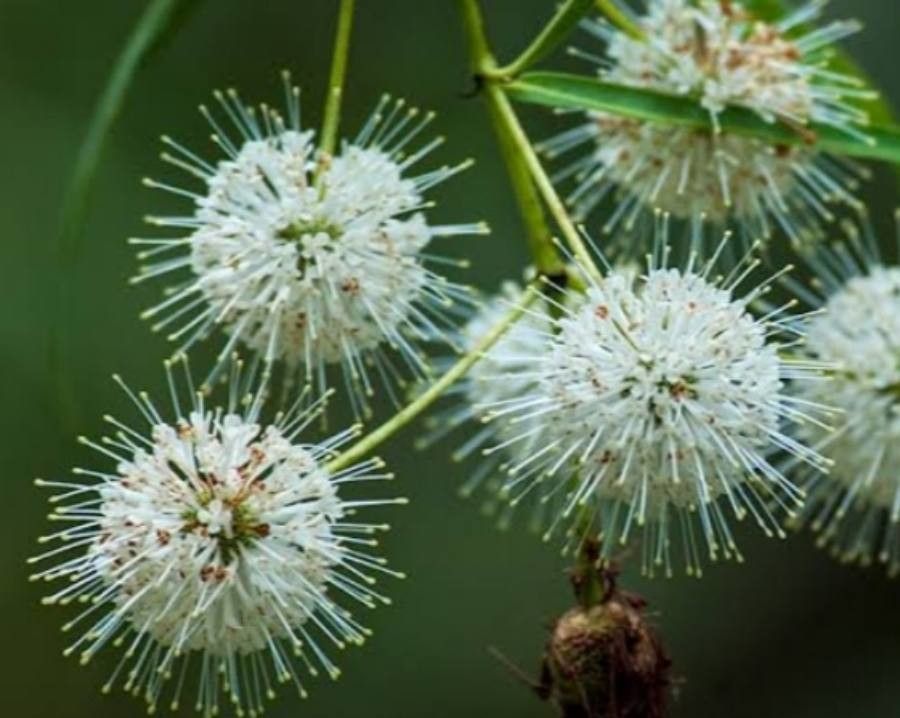 Cephalanthus salicifolius