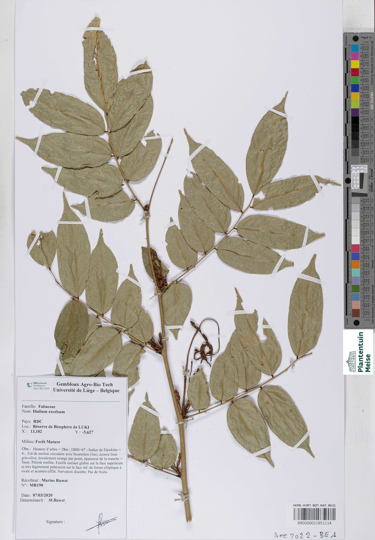 Dialium excelsum other