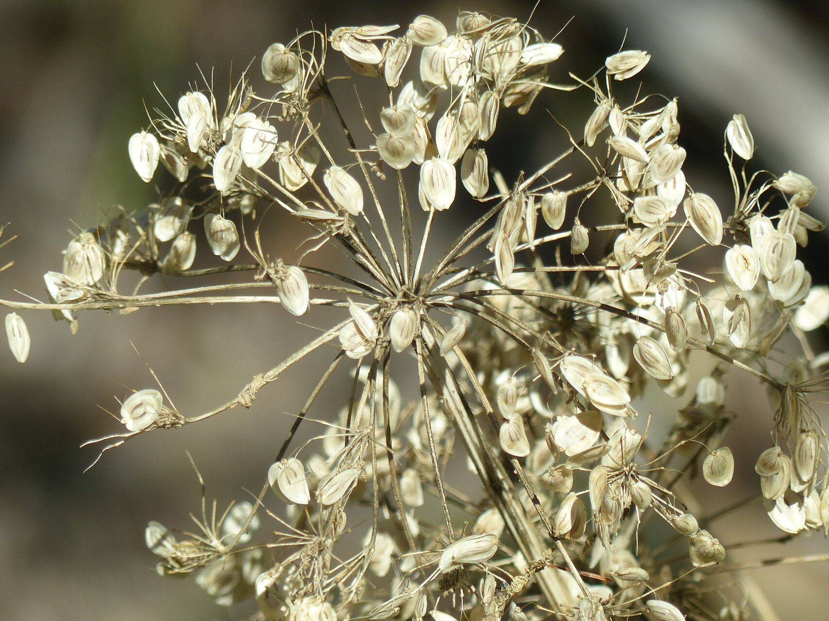 Heracleum sibiricum fruit
