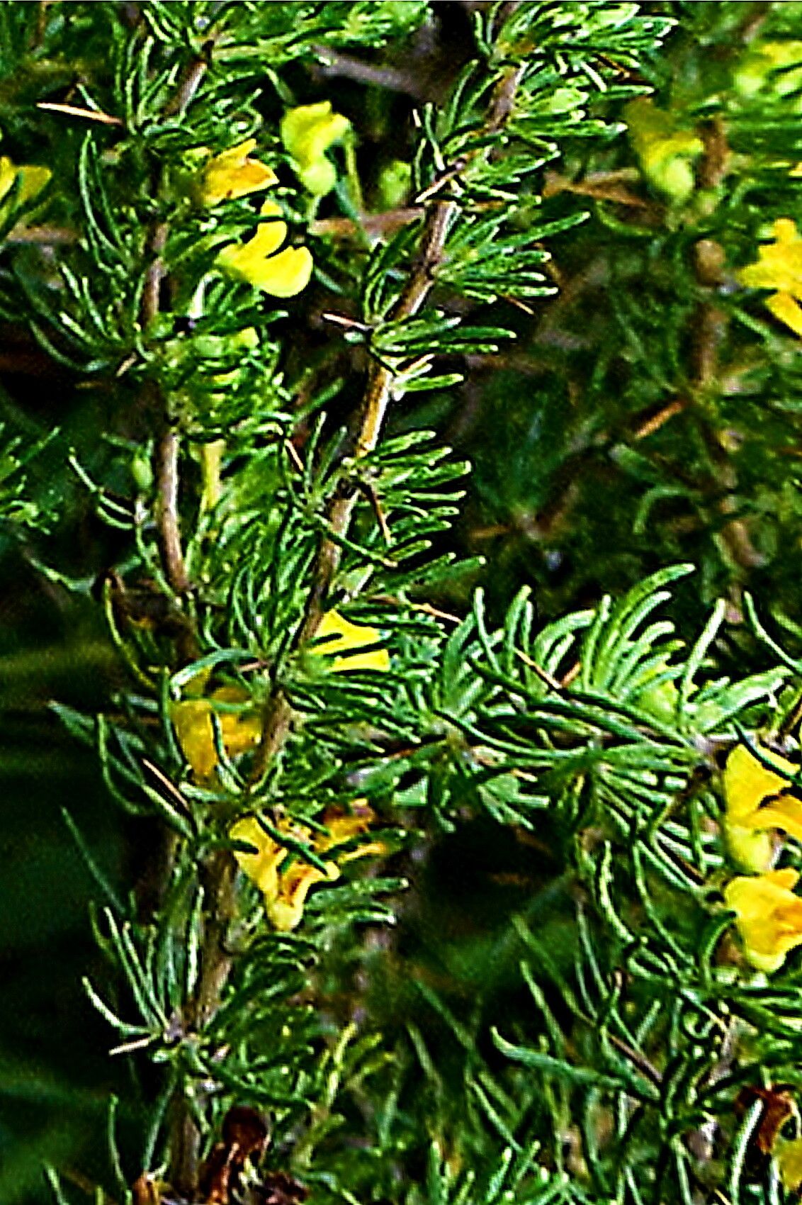 Aspalathus spinosa — houseplant care guide