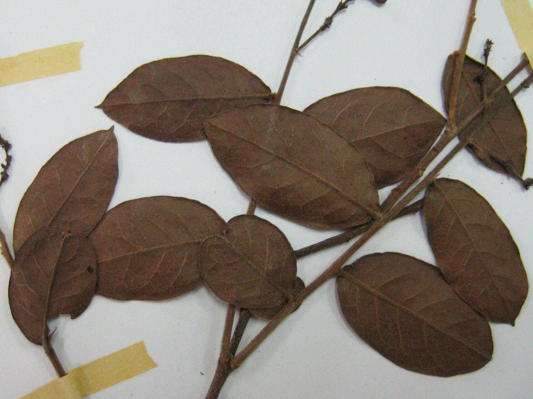 Hirtella ciliata — houseplant care guide