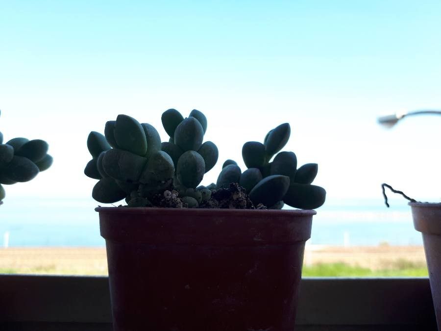 Delosperma asperulum leaf