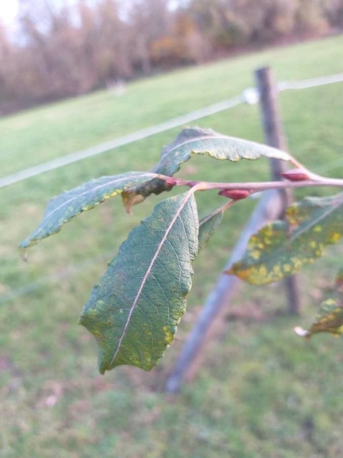 Salix × quercifolia — houseplant care guide