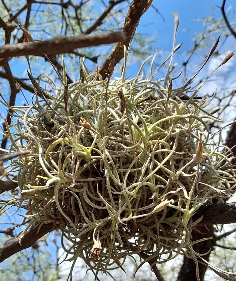 Tillandsia retorta habit