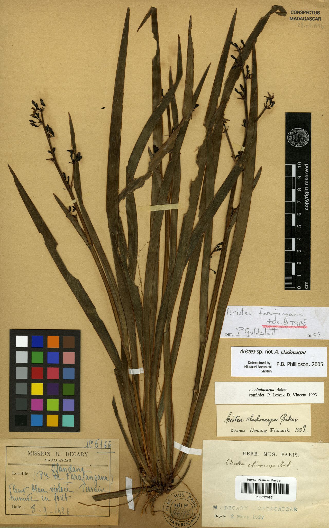 Aristea farafangana — search result for 'Aristea'