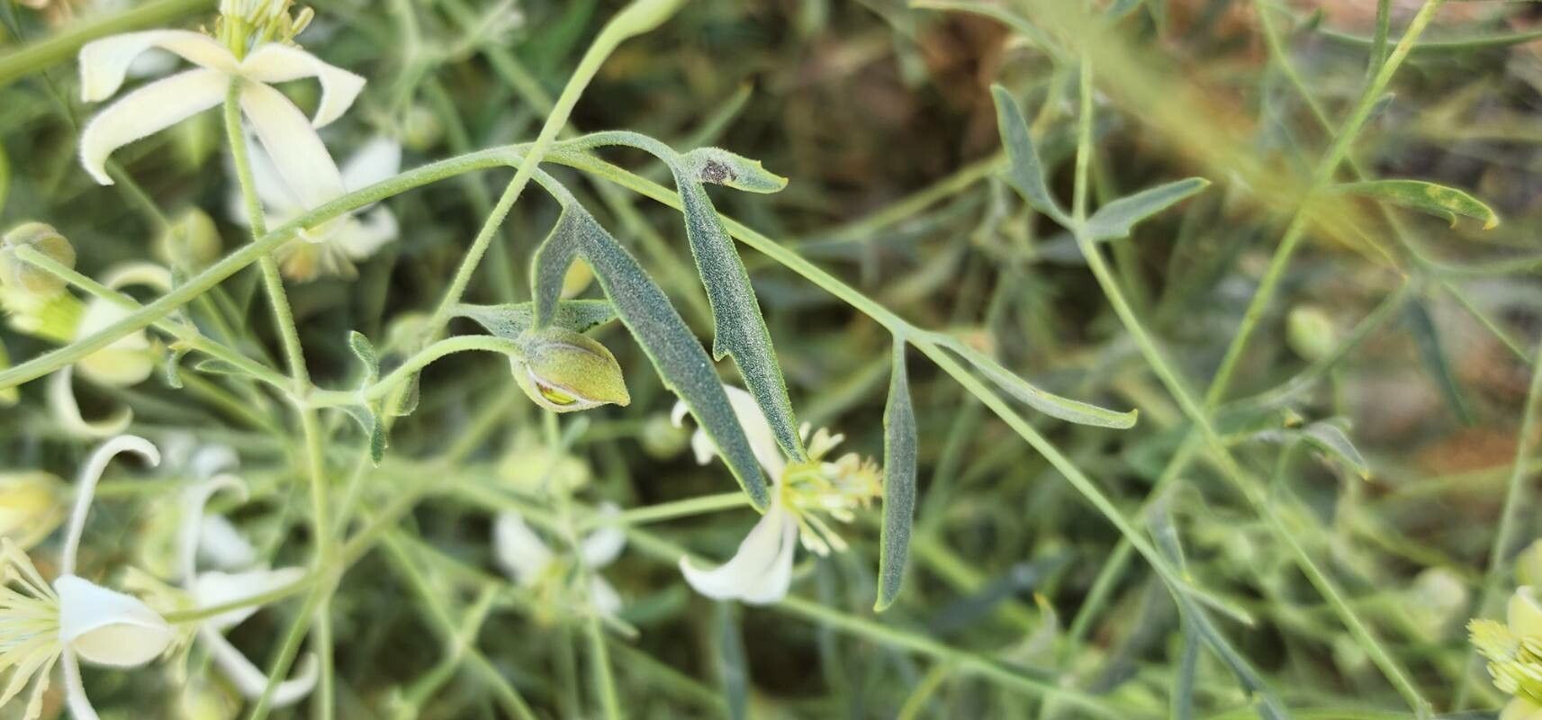 Clematis ispahanica leaf
