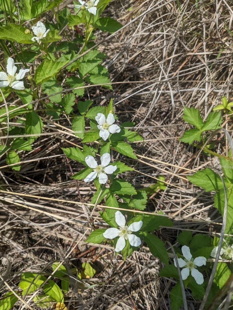 Rubus flagellaris flower