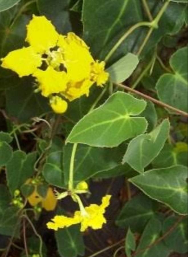 Stigmaphyllon ciliatum leaf