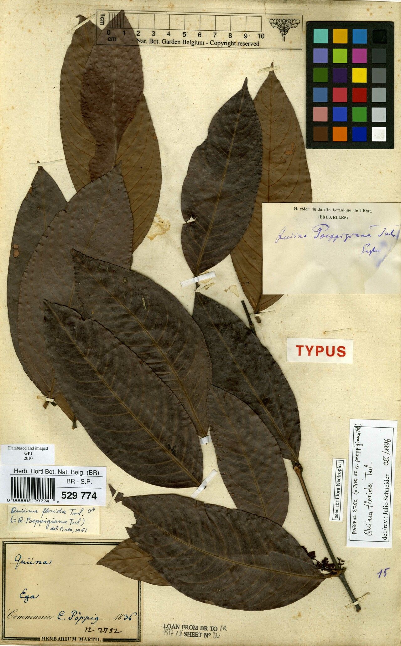 Quiina florida — houseplant care guide