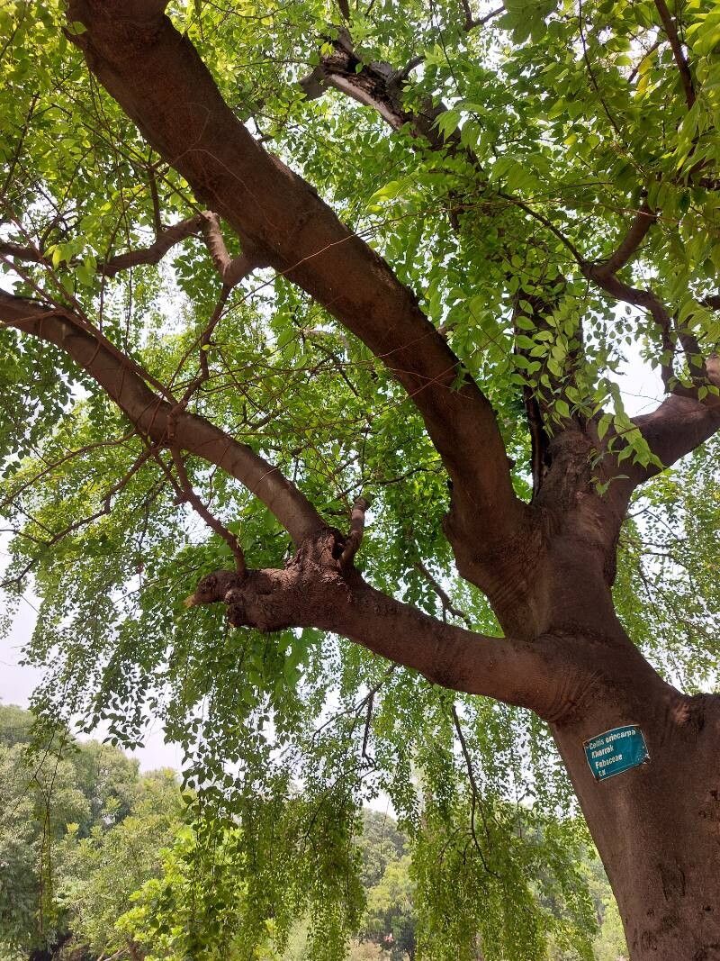Celtis eriocarpa habit