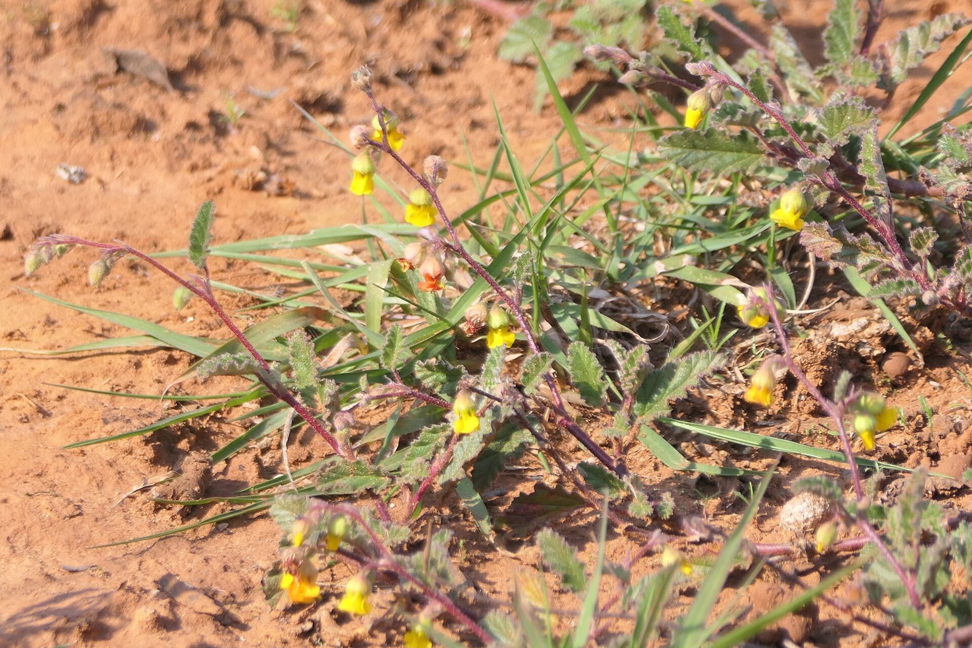 Hermannia althaeoides — related species from the same genus
