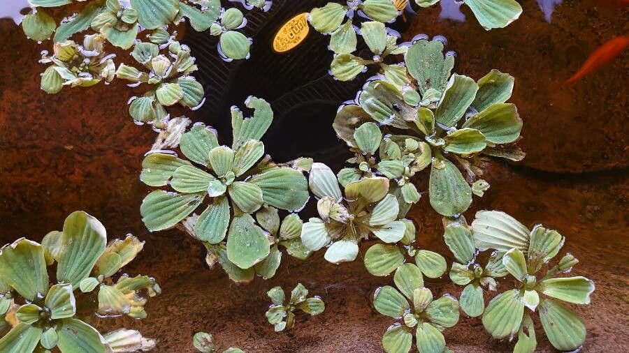 Pistia stratiotes leaf