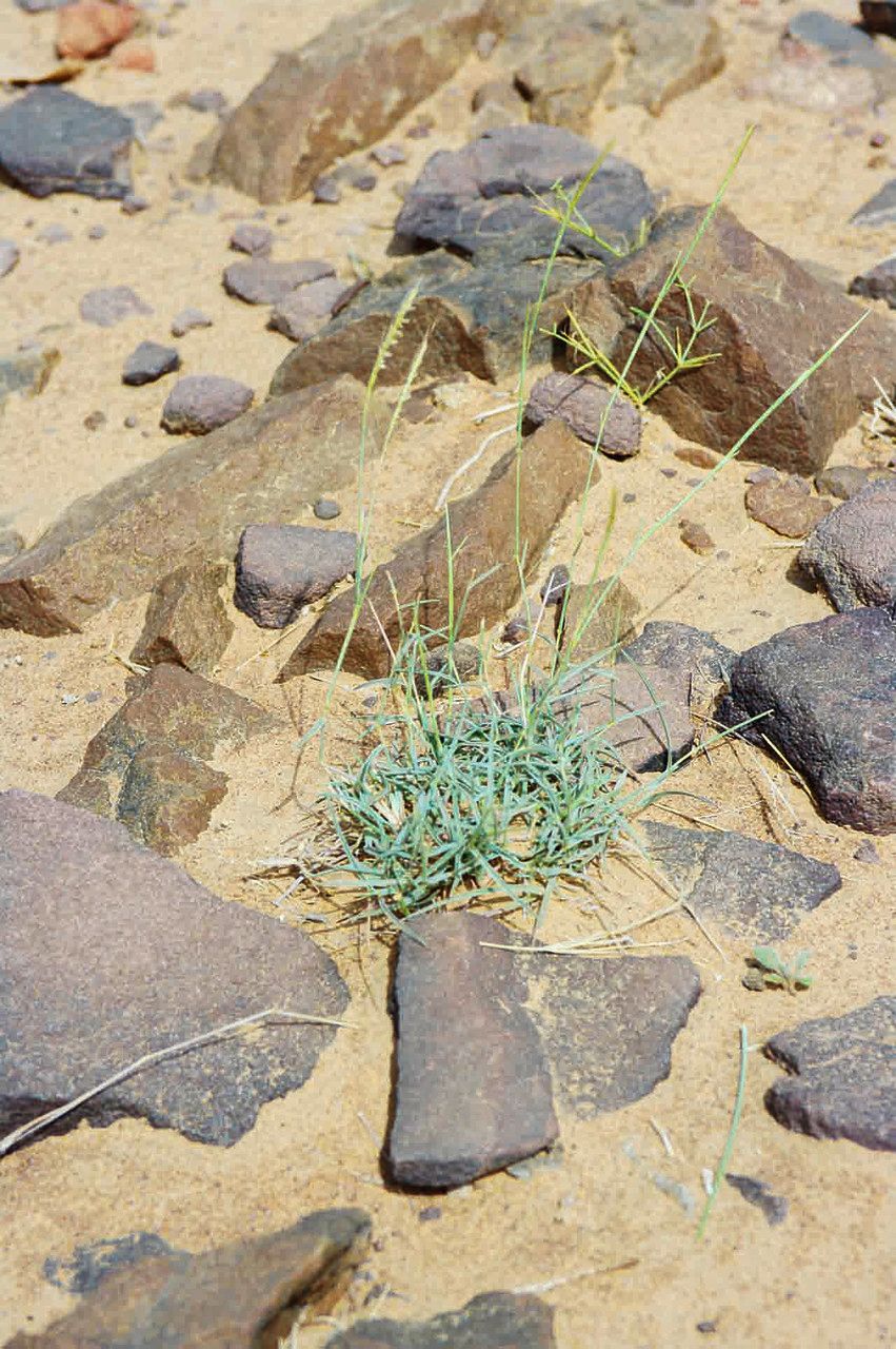 Dichanthium foveolatum — related species from the same genus