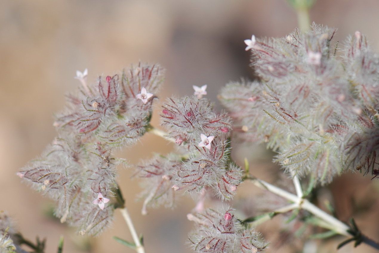 Plocama reboudiana flower