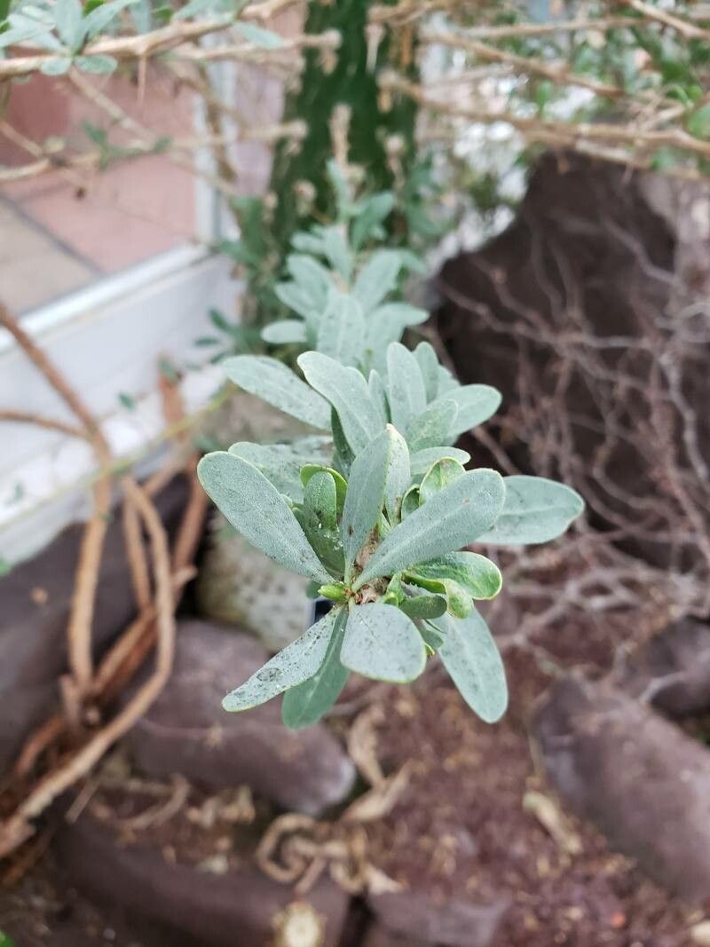 Idria columnaris — houseplant care guide