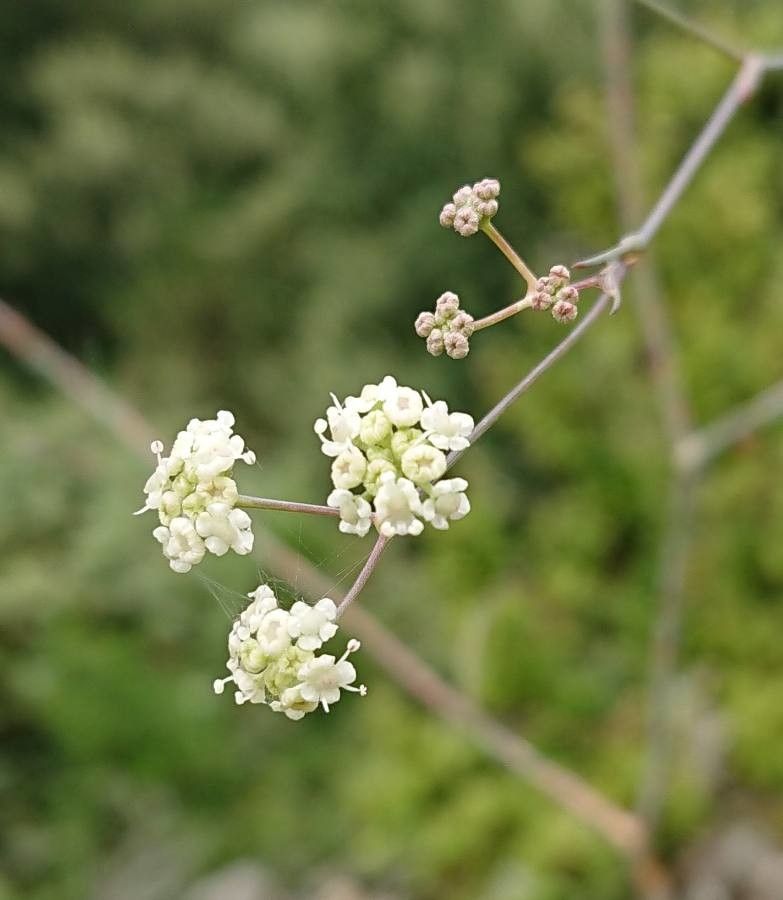 Seseli longifolium flower