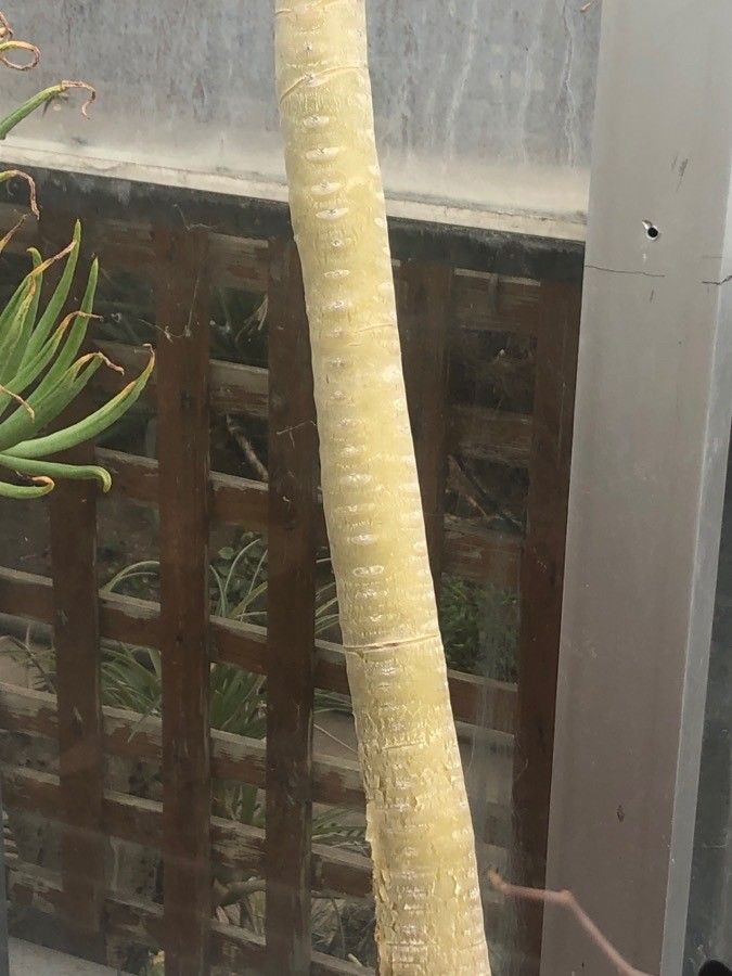 Kalanchoe grandidieri bark
