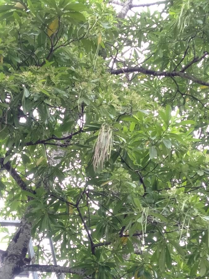 Alstonia macrophylla fruit