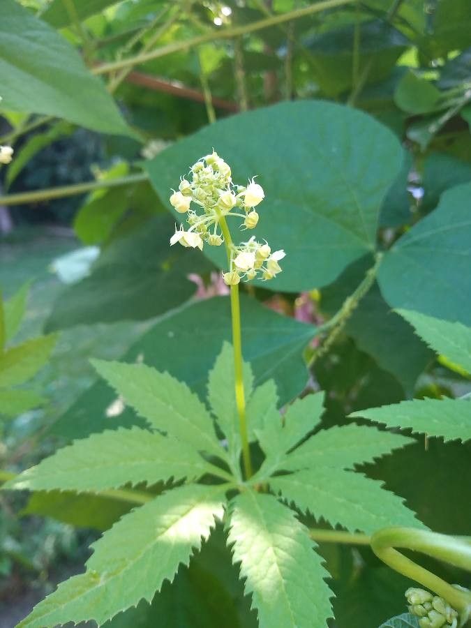 Cyclanthera pedata flower