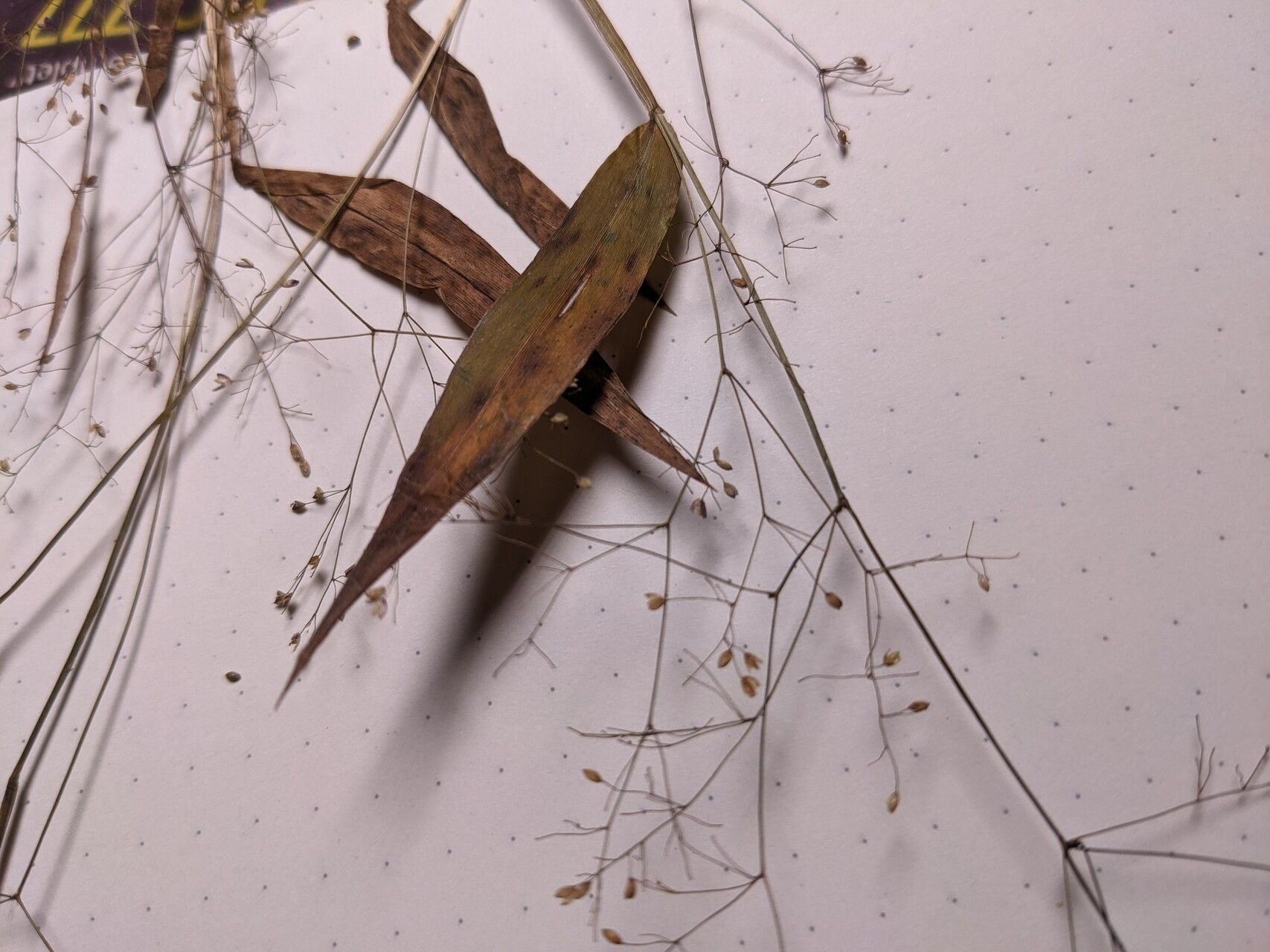 Panicum flacourtii flower