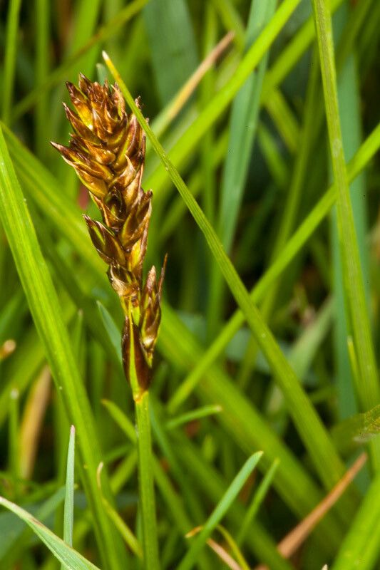 Carex disticha fruit