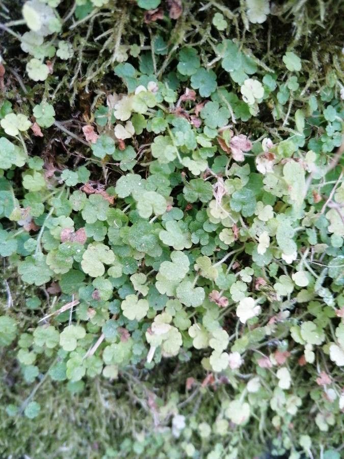 Sibthorpia europaea — search result for 'Campanulaceae'