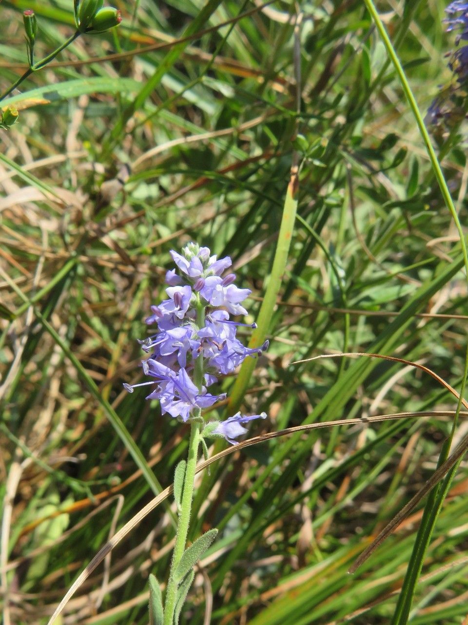 Veronica prostrata flower