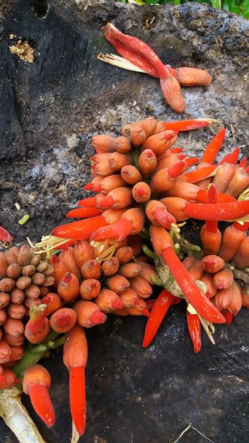Erythrina americana flower