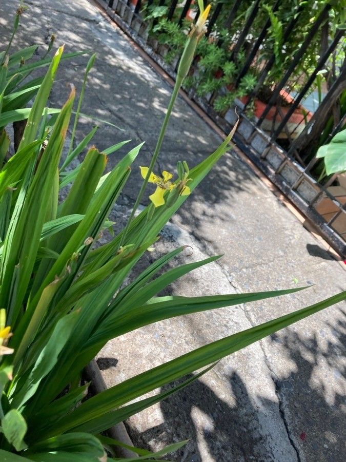 Trimezia steyermarkii — search result for 'Iris'