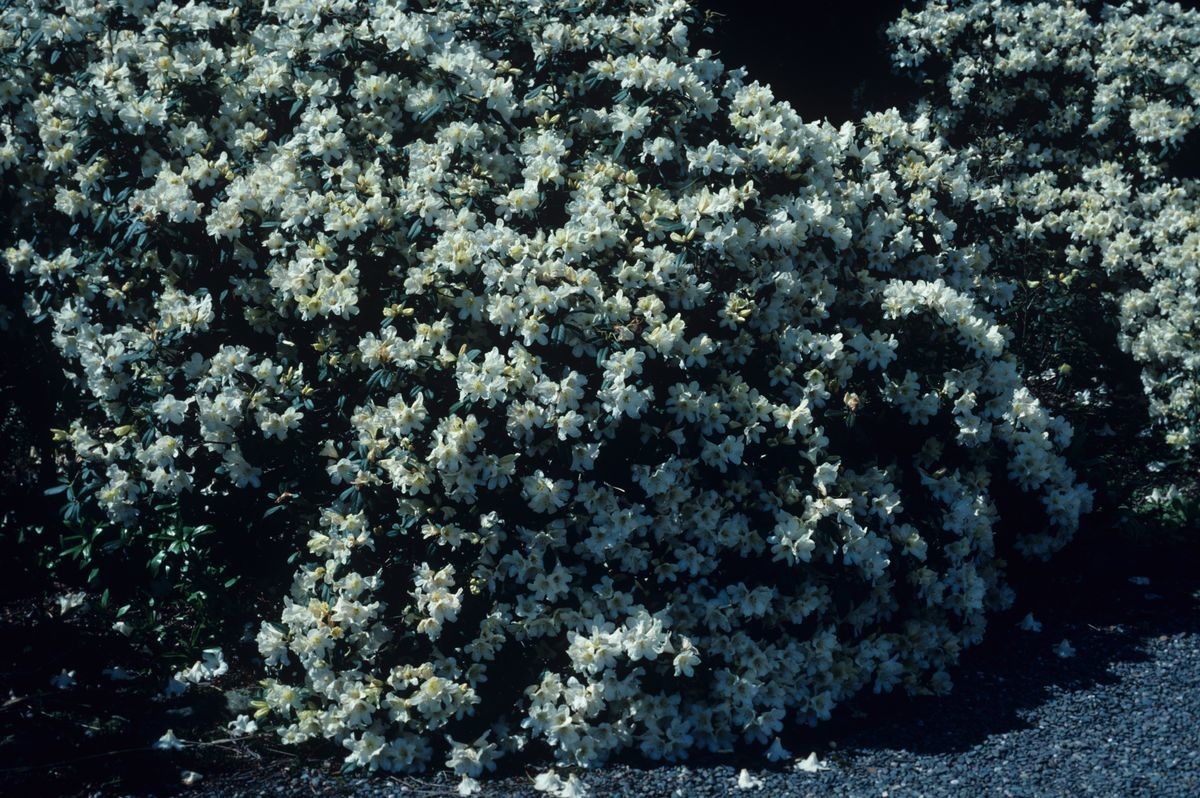 Rhododendron burmanicum habit
